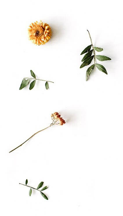 Verschiedene Blumenarten auf einem weißen Hintergrund.